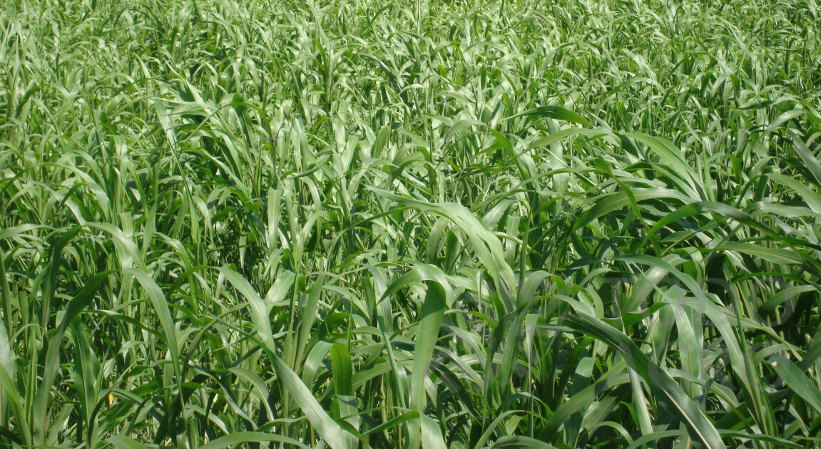 Sorgo Forrajero DOMINUS ALFA | TODO AGRO